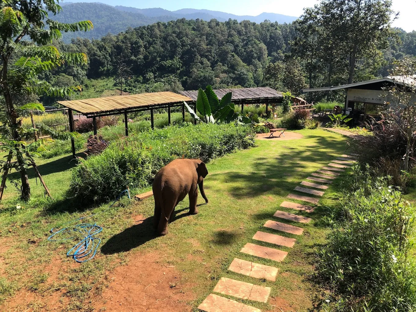 Elephant walking across a lush green grounds at a farm sanctuary with wooden structures and forested mountains in the background