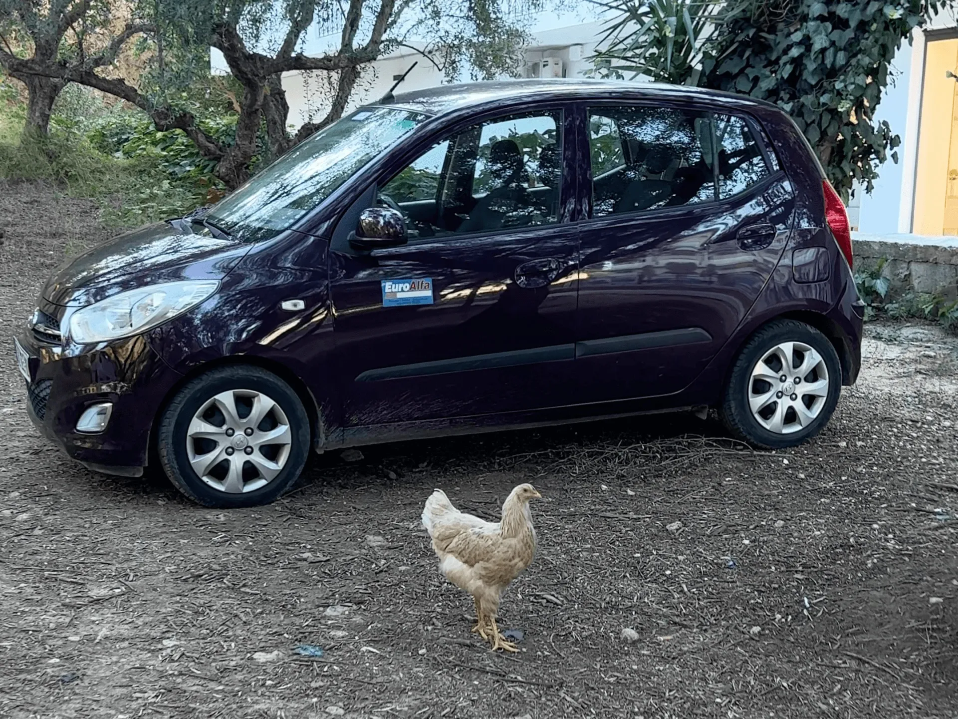 Black Hyundai i10 rental car with EuroGilia branding and a rooster in foreground at Mediterranean villa driveway