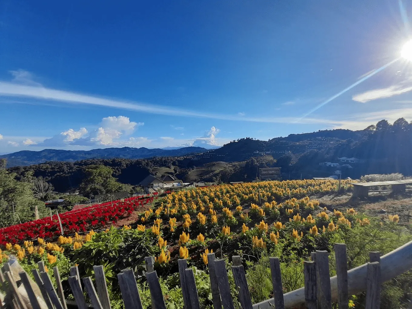 Yellow and red flowering plants in rows with wooden fence, green hills and mountains in background under blue sky