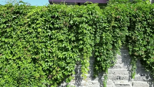 Ivy-covered stone wall at a property in Saint-Lo, Ottawa, with lush green climbing vines